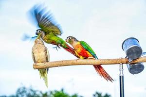 Parrot perched on a branch photo