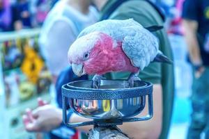 Parrots have many species photo