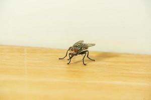 moscas en el piso de madera foto