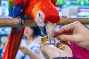 guacamayo comiendo comida foto