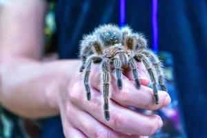 araña gigante está a la mano. es una mascota popular en Tailandia. foto