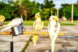 loro posado en una rama foto