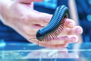 Giant millipede is a popular pet in Thailand. photo