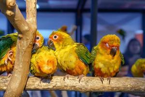 Conures perched on a branch photo