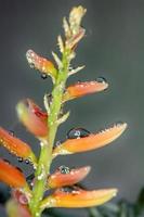 las flores son hermosas foto