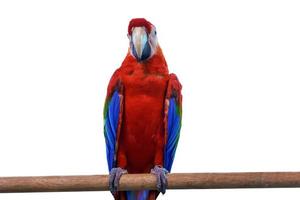 Macaw perched on a branch photo