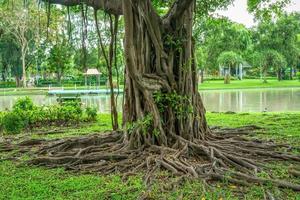 las raíces de grandes árboles sobre un fondo natural. foto