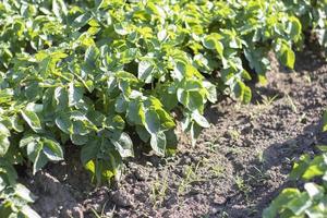 Green field of potatoes in a row. Potato plantations, solanum tuberosum. Harvest planted on an agricultural field. Summer agricultural landscape. The field is illuminated by the rays of the sun. photo