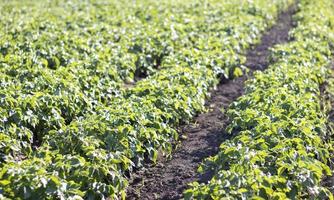 Green field of potatoes in a row. Potato plantations, solanum tuberosum. Harvest planted on an agricultural field. Summer agricultural landscape. The field is illuminated by the rays of the sun. photo