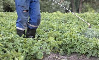 un agricultor aplicando insecticidas a su cultivo de papa. piernas de un hombre en equipo de protección personal para la aplicación de pesticidas. un hombre rocía arbustos de papa con una solución de sulfato de cobre. foto