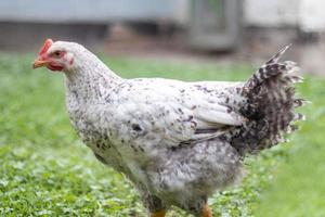 Chickens on the farm, poultry concept. White loose chicken outdoors. Funny bird on a bio farm. Domestic birds on a free range farm. Breeding chickens. Walk in the yard. Agricultural industry. photo