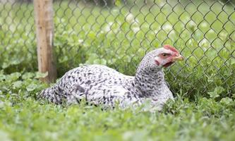 Chickens on the farm, poultry concept. White loose chicken outdoors. Funny bird on a bio farm. Domestic birds on a free range farm. Breeding chickens. Walk in the yard. Agricultural industry. photo