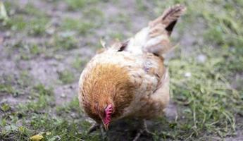 One little red chicken in the yard is looking for food to eat. Agricultural industry. Breeding chickens. Close-up of a red chicken in nature. Domestic birds on a free range farm. walking in the yard. photo