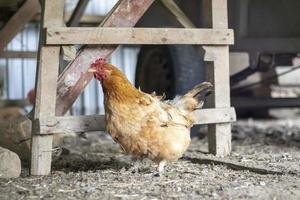 One little red chicken in the yard is looking for food to eat. Agricultural industry. Breeding chickens. Close-up of a red chicken in nature. Domestic birds on a free range farm. walking in the yard. photo