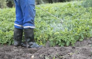 A farmer applying insecticides to his potato crop. The use of chemicals in agriculture. Fight against fungal infections and insects. A man sprays pesticides on a potato plantation with a hand sprayer. photo