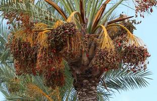 Rich harvest of dates on palm trees in the city park. photo