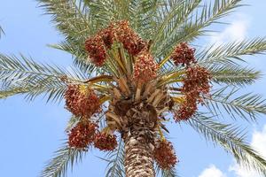 Rich harvest of dates on palm trees in the city park. photo