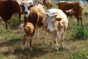 Nahariya Israel April 17, 2020. A herd of cows is grazing in a forest clearing. photo