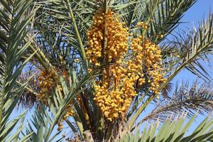 Rich harvest of dates on palm trees in the city park. photo