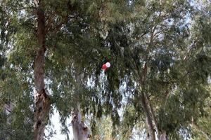 Balloons in a city park on the seashore. photo