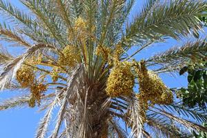 Rich harvest of dates on palm trees in the city park. photo