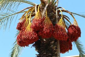 Rich harvest of dates on palm trees in the city park. photo