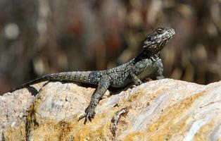 The lizard sits on a stone in a city park by the sea. photo