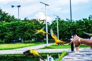 Parrot is flying photo