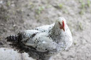 Chickens on the farm, poultry concept. White loose chicken outdoors. Funny bird on a bio farm. Domestic birds on a free range farm. Breeding chickens. Walk in the yard. Agricultural industry. photo