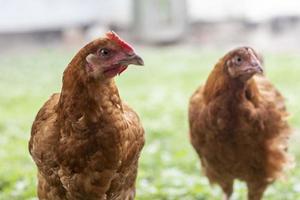 Two little red hens are in the yard looking for food to eat. Agricultural industry. Breeding chickens. Close-up of a red chicken in nature. Domestic birds on a free range farm. walking in the yard. photo