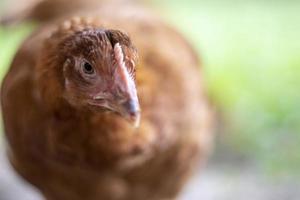 One little red chicken in the yard is looking for food to eat. Agricultural industry. Breeding chickens. Close-up of a red chicken in nature. Domestic birds on a free range farm. walking in the yard. photo