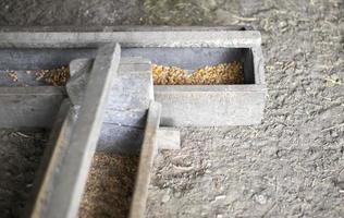 Old wooden chicken feeder with grain. Corn puree. natural light. photo