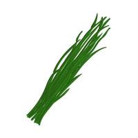 Vector Colorful Illustration of Green Onion Isolated on White Background