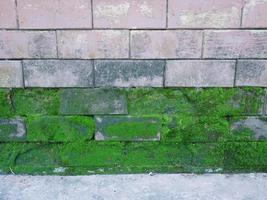 Background wall with green moss photo