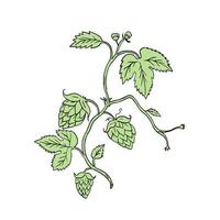 Hop Plant Climbing Drawing vector