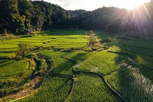 Moody Green rice fild with evening light form abobe photo