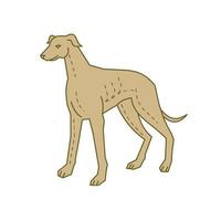 Perro galgo de pie línea mono vector