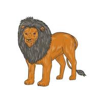 león caza agrimensura presa dibujo vector