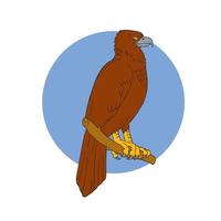 Australian Wedge-tailed Eagle Perch Drawing vector