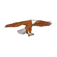 Bald Eagle Swooping Drawing vector