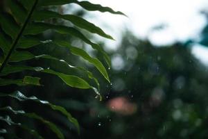 rain and leaves,water droplets on rainy day photo