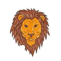 Male Lion Big Cat Head Drawing vector