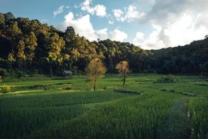 Green rice fild with evening light photo