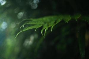 rain and leaves,water droplets on rainy day photo