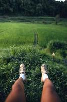 campo de arroz verde con luz del atardecer foto