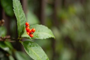 Red Winter Berry photo