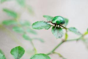 Green Beetle Close Up photo