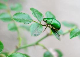 primer plano de un escarabajo verde foto