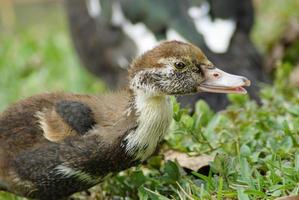 Little Brown Duckling Walking On The Grass