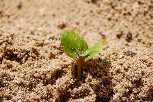 Leaf Sprout From The Soil photo